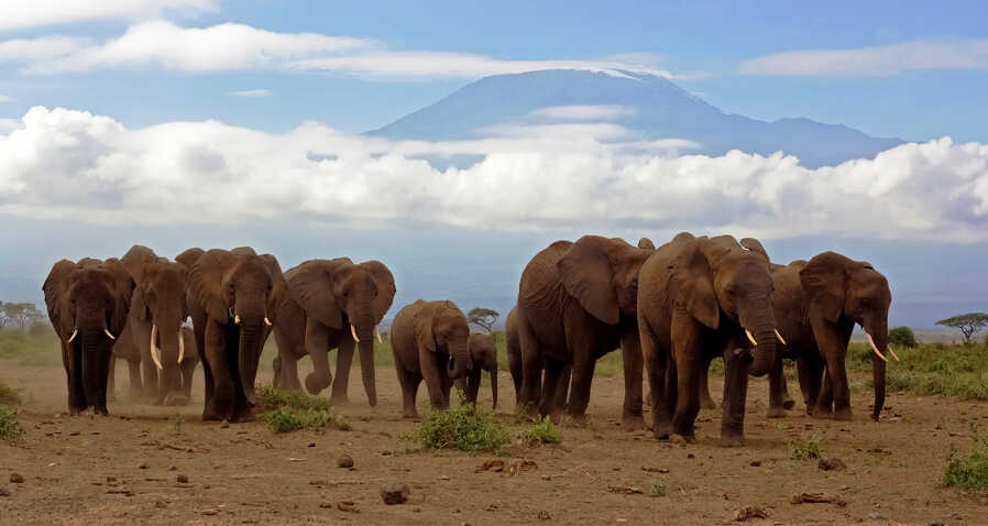 Kenijskie Trio / Jacaranda Indian Ocean