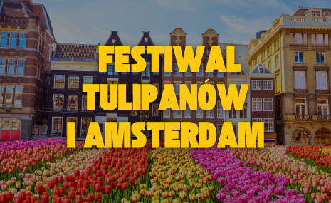 Festiwal Tulipanów i Amsterdam